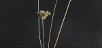 Seed head challenge