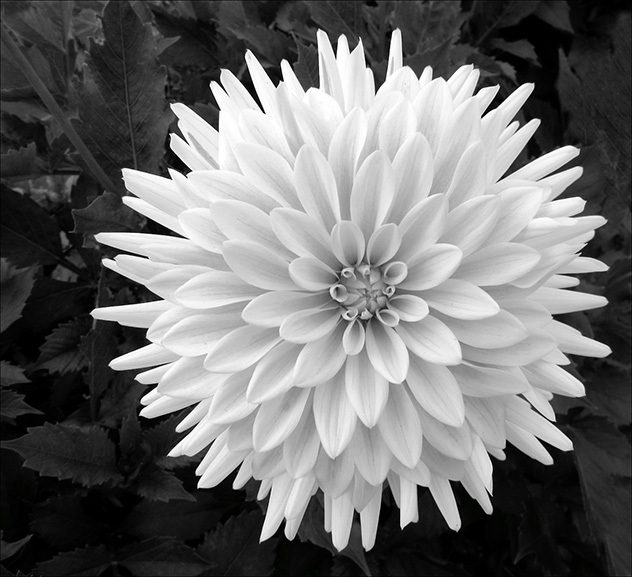 09-02-Large-White-Dahlia-by-Brian-Howard-790