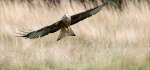 1st PI 2019-09-16.Pref 01.  Score 16/20."Red Kite Flying Free".3 people said image was very good and worth way more than 16.  Mike said put it in for "I was robbed" comp'n.  Judge said too much green at bottom (Linda G suggested making it more yellow).  I think it is spot on as presented.