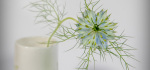 35-1 Nigella Aka Love In The Mist